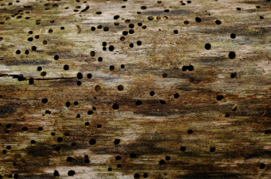 woodworm treatment Northern Ireland