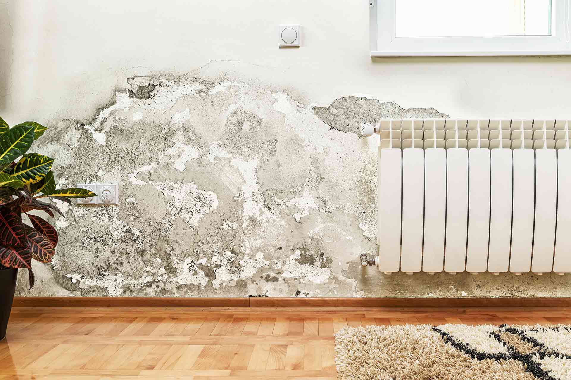 Damp Proofing Newtownards
